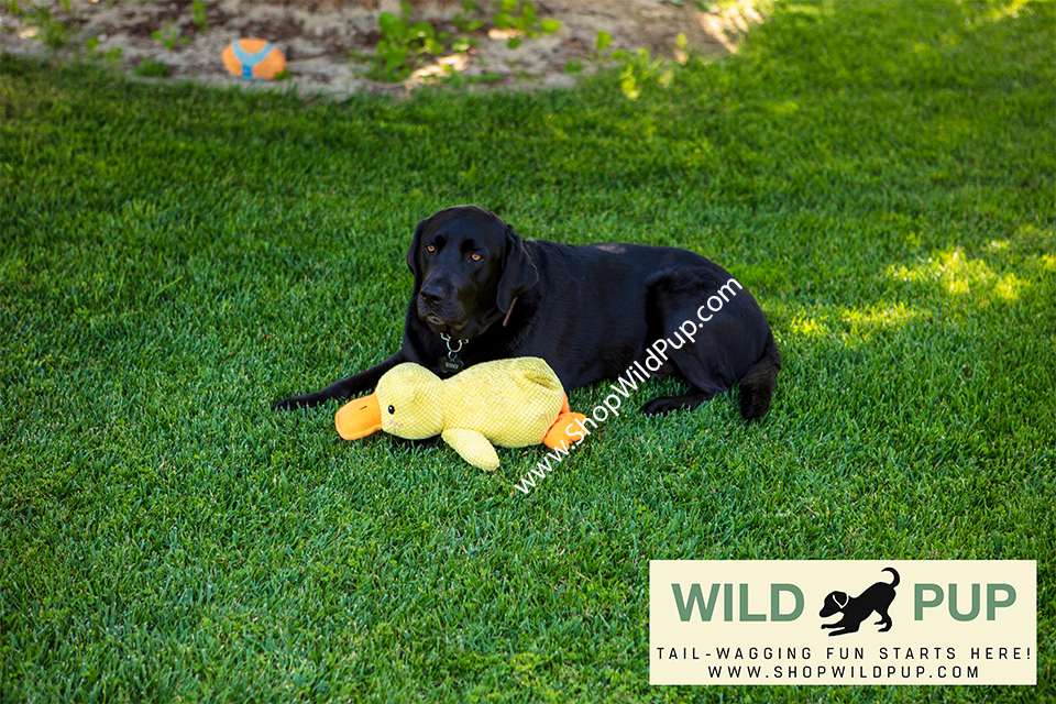 QuackCalm Calming Duck Dog Toy - photo 24