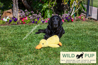 QuackCalm Calming Duck Dog Toy - photo 26