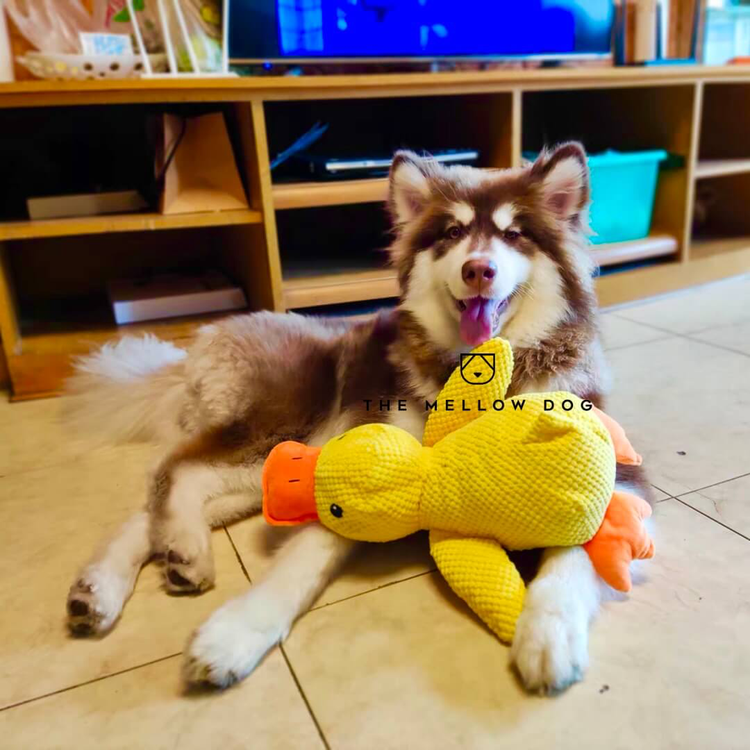 QuackCalm Calming Duck Dog Toy - photo 30