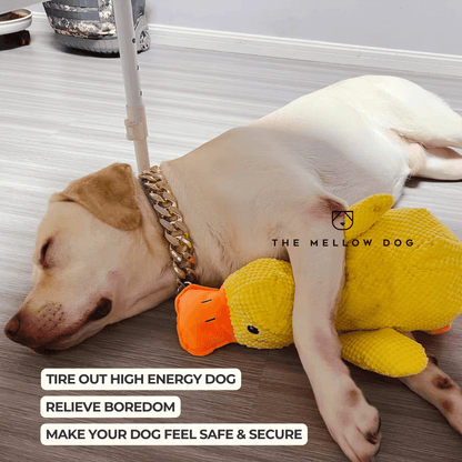 QuackCalm Calming Duck Dog Toy - photo 31