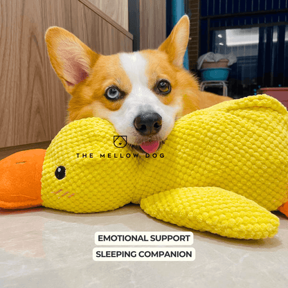 QuackCalm Calming Duck Dog Toy - photo 32