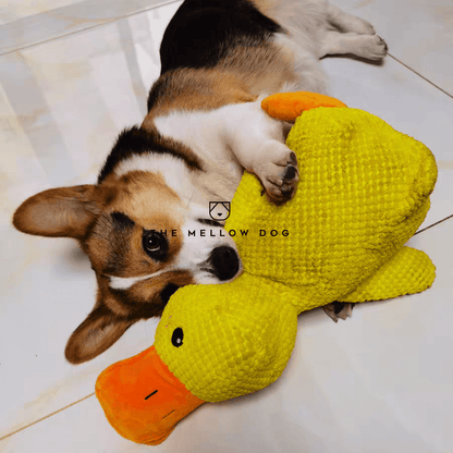 QuackCalm Calming Duck Dog Toy - photo 35