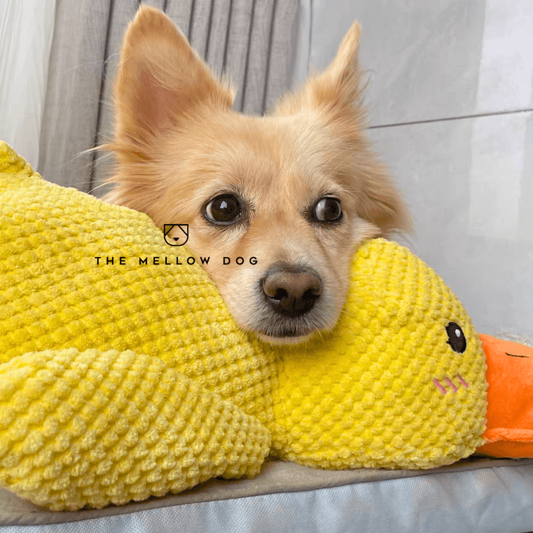 QuackCalm Calming Duck Dog Toy - photo 36