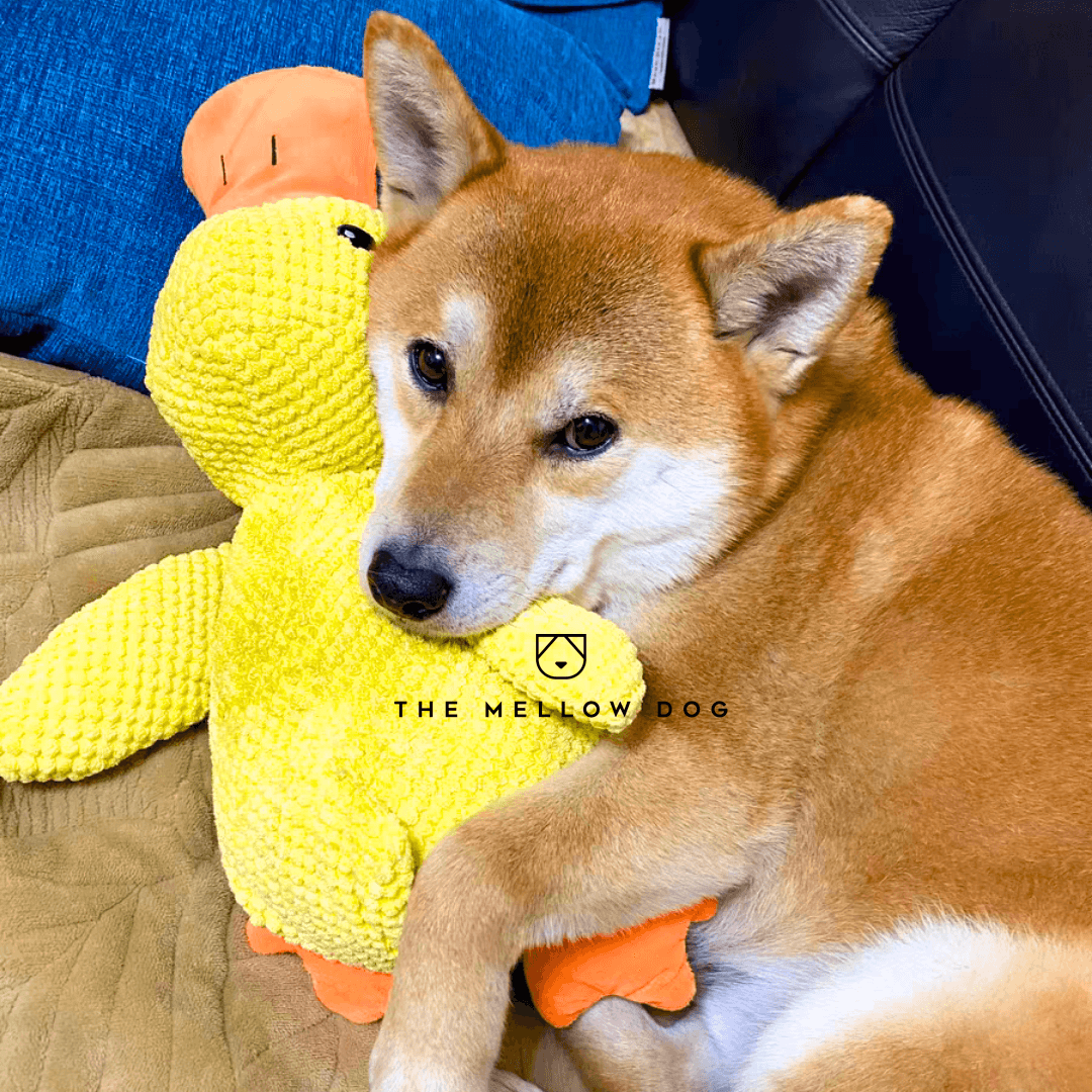 QuackCalm Calming Duck Dog Toy - photo 37