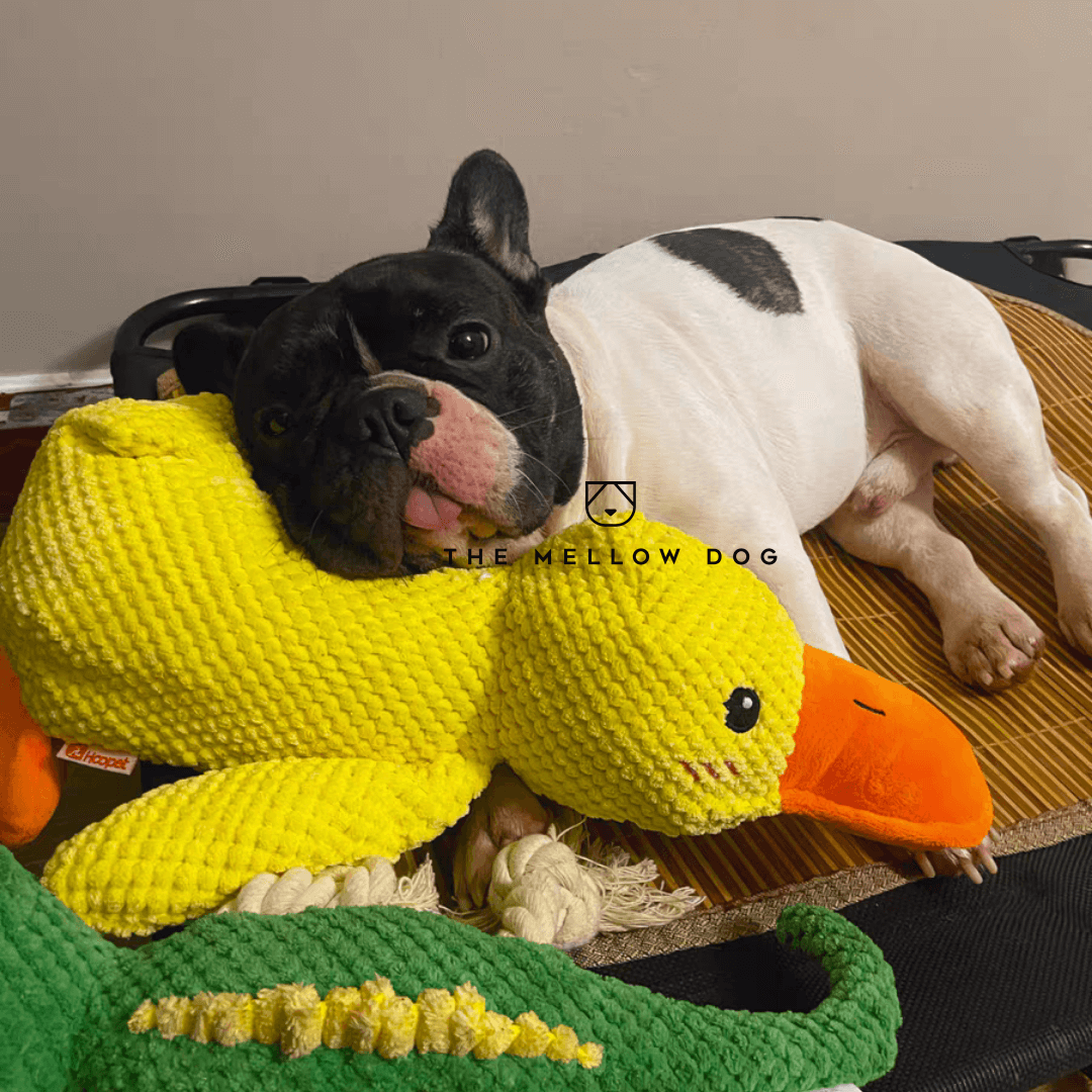 QuackCalm Calming Duck Dog Toy - photo 38