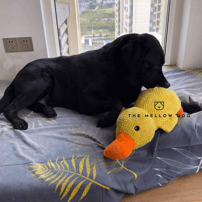 QuackCalm Calming Duck Dog Toy - photo 39