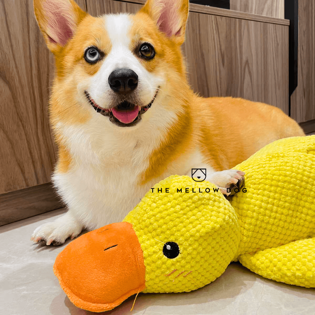 QuackCalm Calming Duck Dog Toy - photo 40