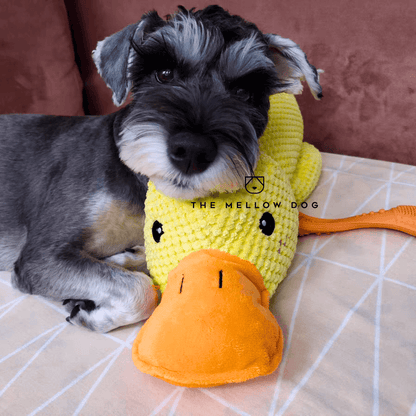 QuackCalm Calming Duck Dog Toy - photo 41