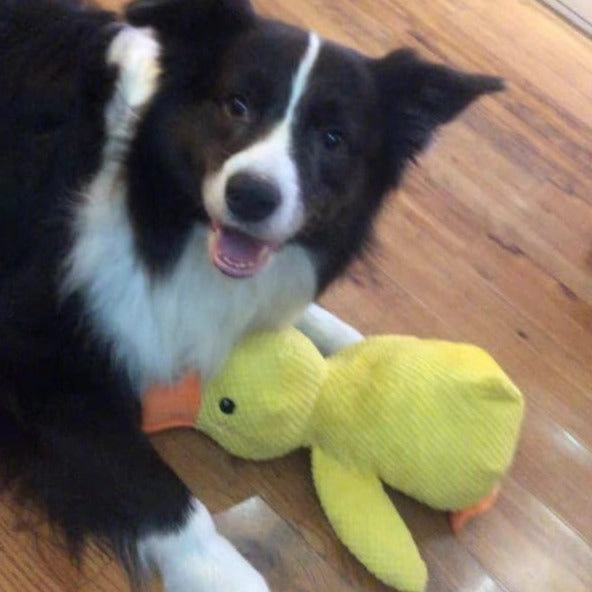 QuackCalm Calming Duck Dog Toy - photo 71